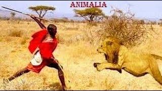 Masai Man vs Tigers | Fearless Masai Men Stealing Lion's Food | Amazing!!! Wild Life
