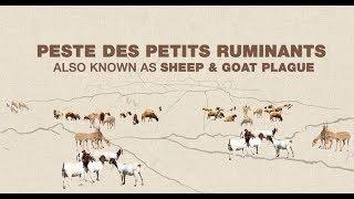 Global Programme for the Control & Eradication of Peste des petits ruminants