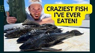 Eating An Armored Suckerfish! We Were NOT READY For This!