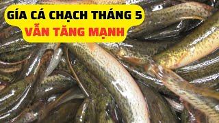 Giá Cá Chạch Thịt Tháng 5 Vẫn Đà Tăng Mạnh  – Trại Giống Đông sơn