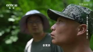 在密林中 被一只凶猛的野生东北虎警告是一种什么样的感觉？《黑土地遇虎记》第二季 03【CCTV纪录】