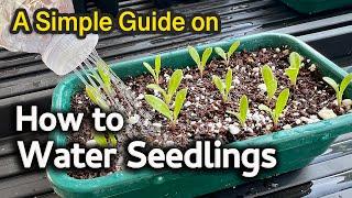 How to Water Seedlings | A Simple Guide