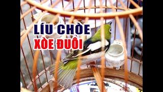 Luyện Giọng + Líu Xòe - Ép giọng vành khuyên non líu chòe - xòe đuôi cực chất.