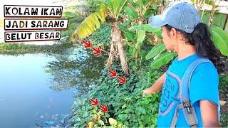 BIBIT IKAN PADA HABIS‼️ TERNYATA BANYAK BELUT BESAR DI KOLAM INI