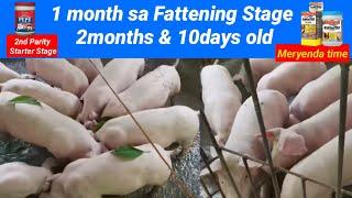 1 month sa Fattening Stage 2months & 10days old