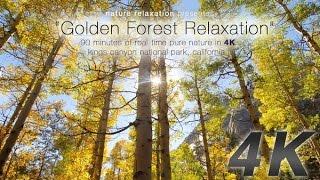 90 Minute 4K Nature Experience: "Golden Forest Relaxation" by David Huting