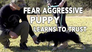 Fear Aggressive Puppy Learns to Trust Through Fair Puppy Training