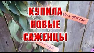 Купила новые саженцы