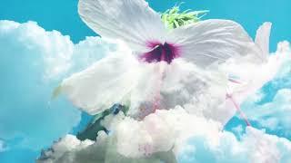 Flower and Clouds Background Video  |  Free Background Video  |  Tronic DJ House