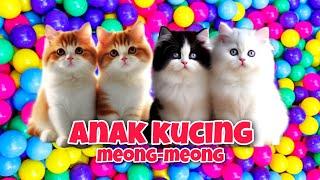 ANAK KUCING MEONG MEONG ‼️ ANAK KUCING LINCAH  kucing meong meong #kucinglucu