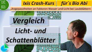 Bau von Licht- und Schattenblättern im Vergleich (Sonnenblätter) Basiskonzept Struktur und Funktion