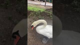 Swan walking huge feet