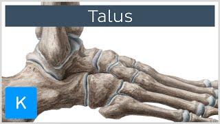 Talus Bone Anatomy and Innervation - Human Anatomy | Kenhub