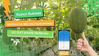 Kunci Sukses Budidaya Melon Sweet Hami di Dataran Rendah.