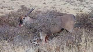 Hunting Trophy Cape Eland in the Kalahari