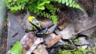 Dendrobates Tinctorius ‘Regina’ Feeding