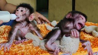 throwing tan trums and scre am ing when they want to drink milk, newborn baby monkeys are impa tient