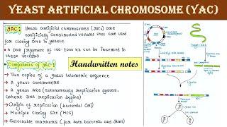 Yeast artificial chromosome | YAC | Artificial chromosome vector | Applications