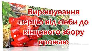 Вирощування перцю від сівби до кінцевого збору врожаю. Основні підживки