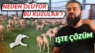 AMAN DİKKAT KUZULAR ÖLMESİN