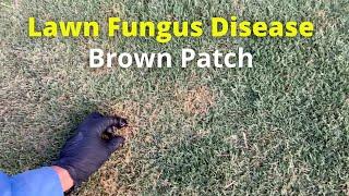 Lawn Fungus Disease | Brown Patch Cure 2020