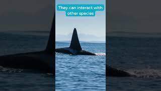 3 Facts you didn't know about Orca