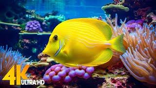 Aquarium 4K VIDEO (ULTRA HD)  Beautiful Coral Reef Fish - Relaxing Sleep Meditation Music #77