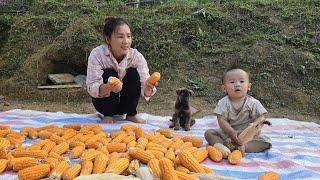 Single mother harvests corn to cook pig feed - Pineapple gardening. Daily life of Mui and her son