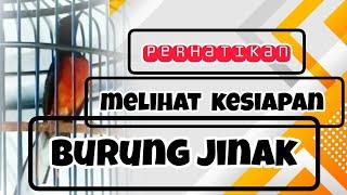 murai batu jinak bisa stabil juara‼️perhatikan kesiapan burung...