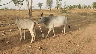 Cow Mating Bull Rajasthan Village In