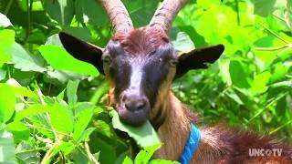 Goats on this NC farm are helping control the invasive Kudzu weed