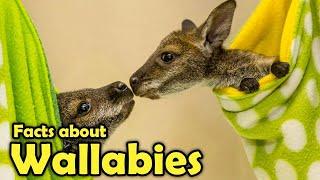 What is a Wallaby? - Cute Facts about Wallabies