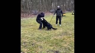 Stormranger European k9 training base