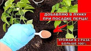 В ЛУНКУ перед высадкой ПЕРЦА сладкого ДОБАВЛЯЮ ЭТО! ПЕРЕЦ РАСТЕТ С КУЛАК! Что добавить под перец