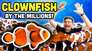 Touring a MASSIVE Clownfish Breeding Facility!