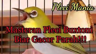 Masteran Pleci Buxtoni Biar Gacor Parah!!!