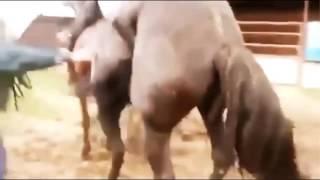 Breeding (mating) horses. Случка (размножение) лошадей.