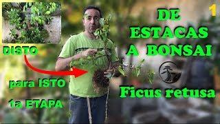 Ficus - De estacas a bonsai (1)