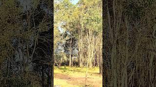 Environmental protection zone Eastern Creek Nsw #viralvideo #viralshort #nature #photography