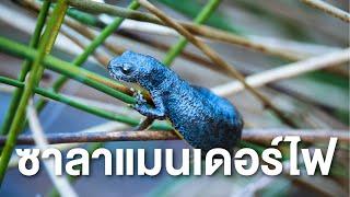 สารคดี สำรวจโลก ตอน ซาลาแมนเดอร์ไฟ (เต็มเรื่อง)