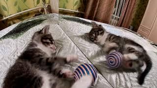 The kitten saw himself in the mirror. Funny kitten Watson.