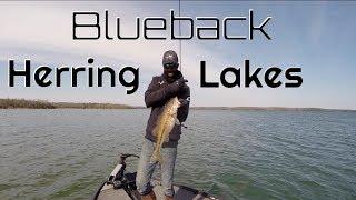 Breaking Down Blueback Herring Lakes