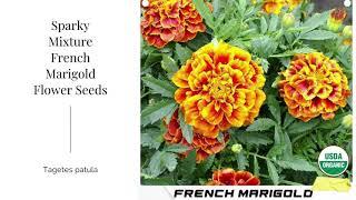 Sparky Mixture French Marigold Seeds Tagetes patula Yellow Flower Non GMO Organic Garden Summer USA