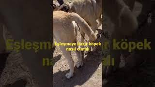 Çiftleşmeye hazır köpek nasıl olmalı