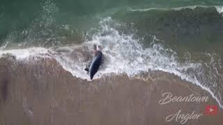 Rare Dwarf Sperm Whale Flails in Shallow Water After Suspected Great White Shark Attack