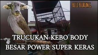 TRUCUKAN KEBO BODY BIG POWER SUPER KERAS