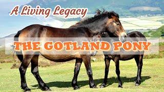 The Gotland Pony, A Living Legacy| Things To Know About The Gotland Pony. #horse #history #gotland