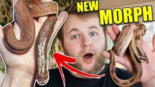 SHOCKING NEW SNAKE MORPH!! | New HOGNOSE snake MORPH??