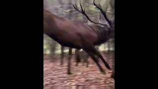 Incredible Sight: Red Elk Takes Flight in Jaw-Dropping Leap