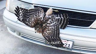 Hawk Gets Driven 30 Miles While Stuck in Car Grill